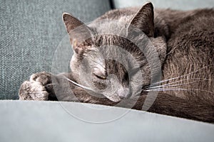 Lazy russian blue breed cat resting on the sofa.