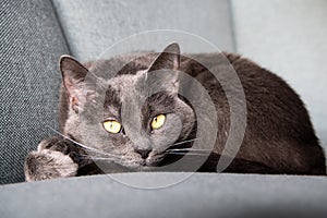 Lazy russian blue breed cat resting on the sofa.