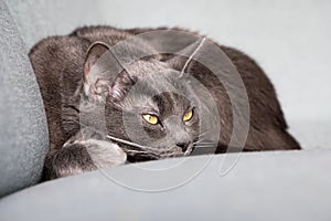 Lazy russian blue breed cat resting on the sofa.