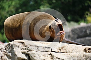 Lazy sea lion, Otariinae screaming