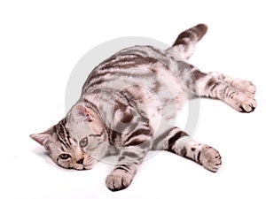 Lazy skottish fold kitten lying isolated
