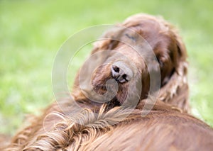 Lazy sleeping dog nose close-up