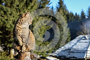 A lazy, sleepy, light brown cat, siting on a wooden fence in the forest.