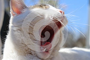 Lazy sleepy white cat