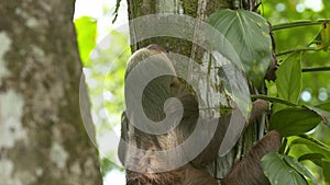 Lazy sloth climbing jungle tree trunk, Costa Rica