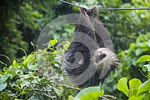 Lazy sloth in Panama