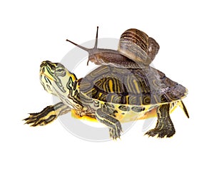 Lazy snail lift on turtle