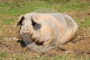 Lazy sow laying down