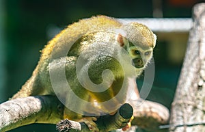Lazy Squirrel Monkey in the zoo. photo