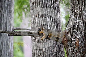 Lazy squirrel resting on tree branch