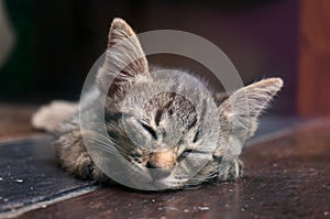 Lazy street little tabby kitten. Cat laying on wooden floor wi