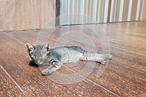 Lazy street little tabby kitten. Cat laying on wooden floor wi