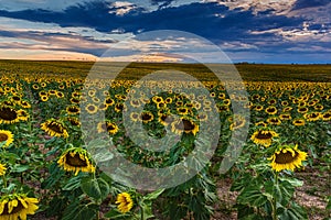 A Lazy Summer Evening In Colorado