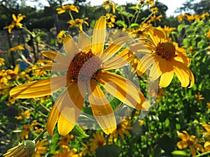 Pigro fiori estate giardino sul tramonto 