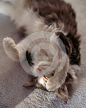 lazy tabby cat sleep on a chair at home
