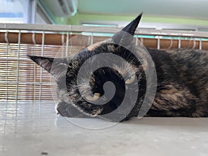 Lazy Thai cat lying.