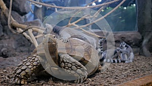 Lazy turtle and family of lemurs
