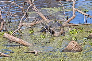 Lazy but Weary Alligator Sunning On Fallen Tree