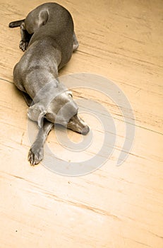 Lazy weimaraner dog