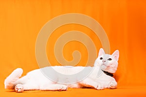 lazy white cat puppy lying down looking up on orange background photo