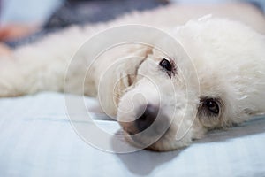 Lazy white poodle dog