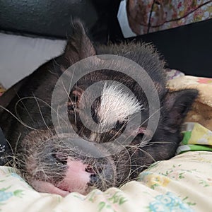 Lazy willow pig Insp mode