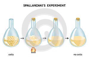 Lazzaro Spallanzani`s experiment. Spontaneous generation