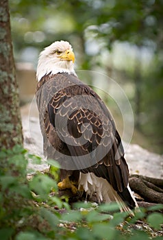 LBird Wildlife American Bald Eage Predator