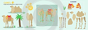 Cute Camel vector collection ready to animate and rig. Multiple poses Desert animals, photo