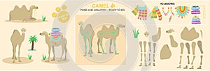 Cute Camel vector collection ready to animate and rig. Multiple poses and angles. photo