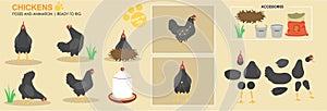 Cute black Chicken character hen ready to animate, multiple angles and poses, photo