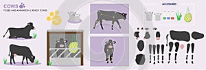 Black cow ready to animate with multiple poses accessories. Vector photo