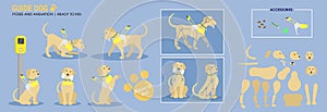 Cute golden retriever guide dog with harness various poses. Guide Dog ready to animate vector photo