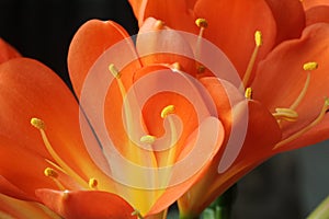 LCivia miniata microspur bright-coloured clear