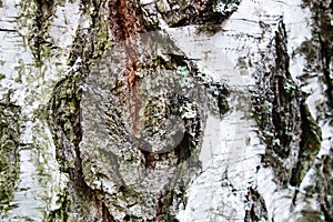 Ld birch tree bark background