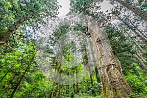 ld cedar tree at Mount Haguro, Dewa Sanzan temple. Yamagata, Japan