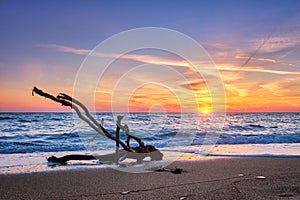 ld wood trunk snag in water at beach on beautiful sunset