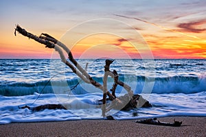 ld wood trunk snag in water at beach on beautiful sunset