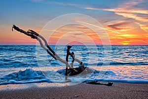 ld wood trunk snag in water at beach on beautiful sunset