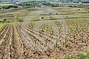 Le Corton Grand Cru Vineyard