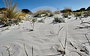 Le Dune beach near Capo Comino, Siniscola, Nuoro