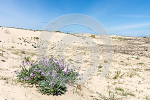 Le Porge, in Gironde, France. Wallflowers in bloom