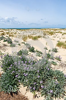 Le Porge, near Lacanau (Gironde, France), dune wallflowers