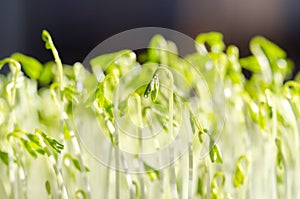 Le Puy green lentil sprouts, macro food photo