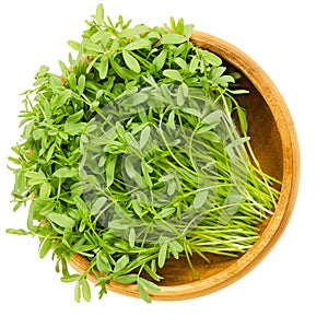 Le Puy green lentil sprouts in wooden bowl