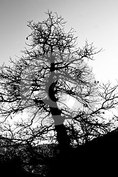 Le vene dell`albero nero photo