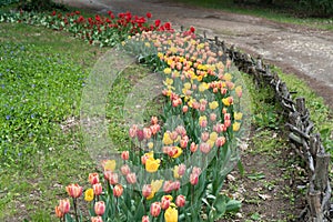 Lea with colorful tulips, Botanic Garden, Varna