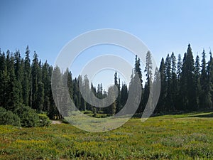 Lea in Sequoia National Park