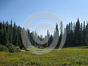 Lea in Sequoia National Park photo