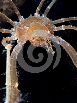 Leach`s spider crab, Inachus phalangium